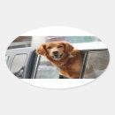 Search for pet friendly stickers Cute