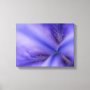 Search for iris flowers canvas prints Abstract