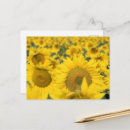 Recherche de tournesol cartes postales Été