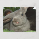 Recherche de lapin drôle cartes postales Animal