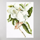 Search for vintage magnolia posters Nature