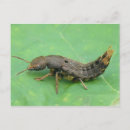 Search for larvae Wildlife