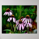 Search for echinacea posters Purple