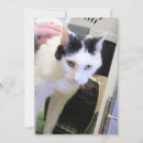 Search for cat rescue cards Photography