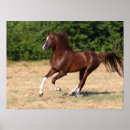 Recherche de cheval arabe posters Châtaigne