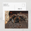 Recherche de araignées cartes postales Effrayant