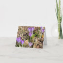 Search for spring crocus cards Bloom