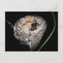 Search for tiny birds postcards Hummer