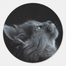 Search for matches stickers Cats
