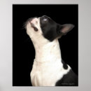 Search for looking up posters Animal
