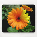Search for gerber daisy mousepads Nature