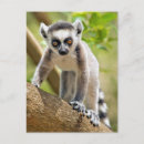 Recherche de lemur cartes postales Bébé