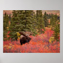 Recherche de parc national denali art Orignal