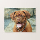 Recherche de dogue de bordeaux Portrait