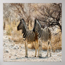 Search for zebra posters Landscape