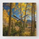 Search for landscape clocks Fall