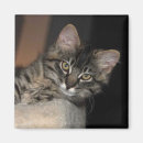 Recherche de photo drôle de chat magnets Chaton