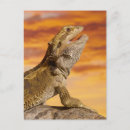 Search for bearded dragon postcards Animals