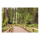 Recherche de forêt de séquoia posters Vert