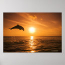 Recherche de dauphins sautants posters Vie marine