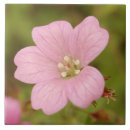 Recherche de macro rose carreaux Beau