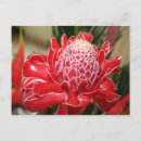 Recherche de fleur gingembre cartes postales Tropical