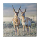 Search for antelope tiles Pronghorn