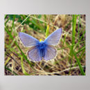 Recherche de commun posters Nature
