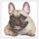 Search for black and brown dog stickers Puppies