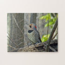 Search for flickers Wildlife