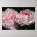 Recherche de rosa posters Fleurs