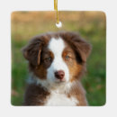 Search for australian shepherd ornaments Cute
