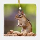 Search for chipmunk ornaments Wildlife