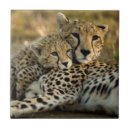 Recherche de guépards carreaux Animaux sauvages
