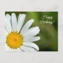 Search for yellow daisy birthday cards Beautiful