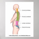 Search for chiropractor posters Health