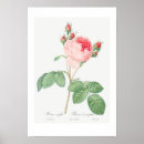 Search for cabbage rose posters Vintage