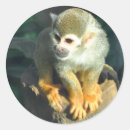 Search for gold paw stickers Animal
