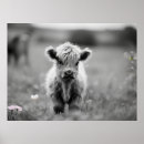 Search for black and white cow posters Highland