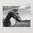 Search for stallions postcards Farm