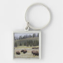 Search for bison bison keychains Grazing