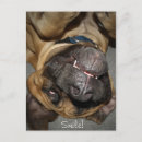 Search for dog photo postcards Canine