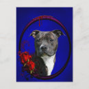 Recherche de pitbull blanc cartes postales Bulle