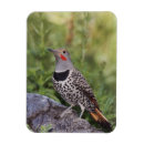 Search for flicker magnets Usa