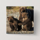 Recherche de ours brun badges Parc national