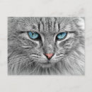 Recherche de yeux cartes postales Félin