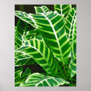Recherche de zèbre vert art Jungle