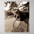Search for photgraphy posters Animals