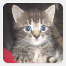 Search for funny surprise stickers Kitten