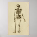 Search for human skeleton Vintage